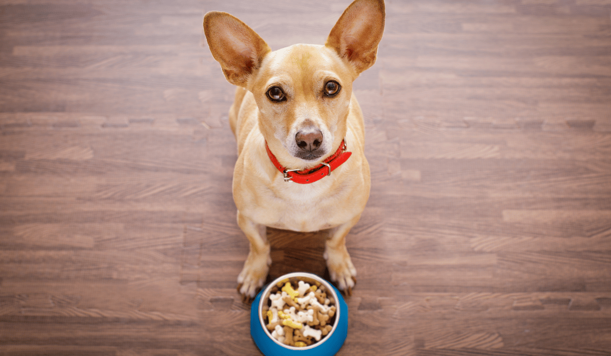 How to Pick the Best Dog Food for A Chicken Allergy