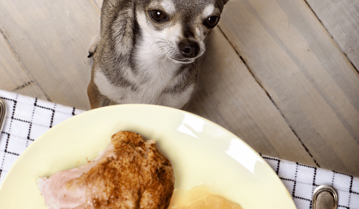 pup chicken