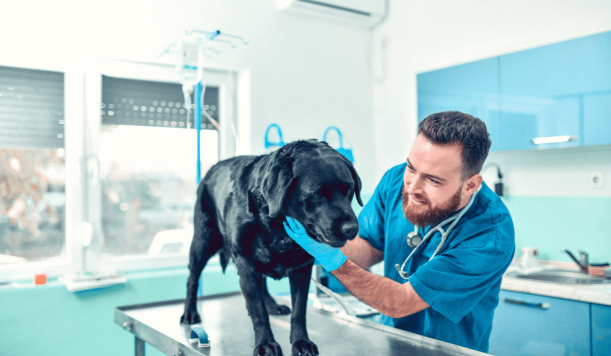 vet