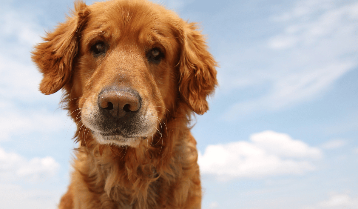 Best Dog Food for A Chicken Allergy