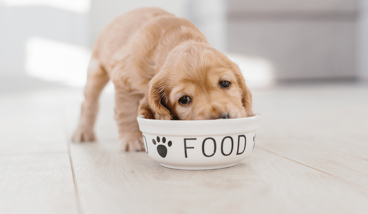 pup food bowl