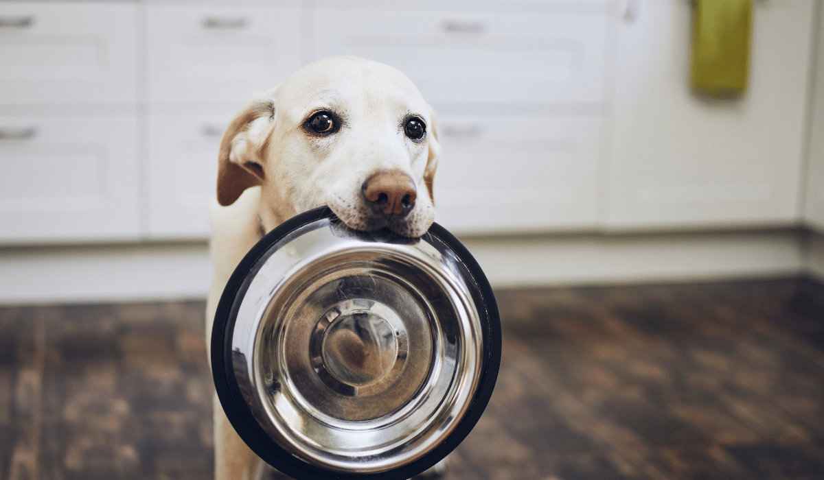 Protein Rotation Benefits for Dogs