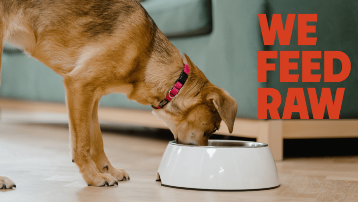 Mixing Raw and Kibble Dog Food