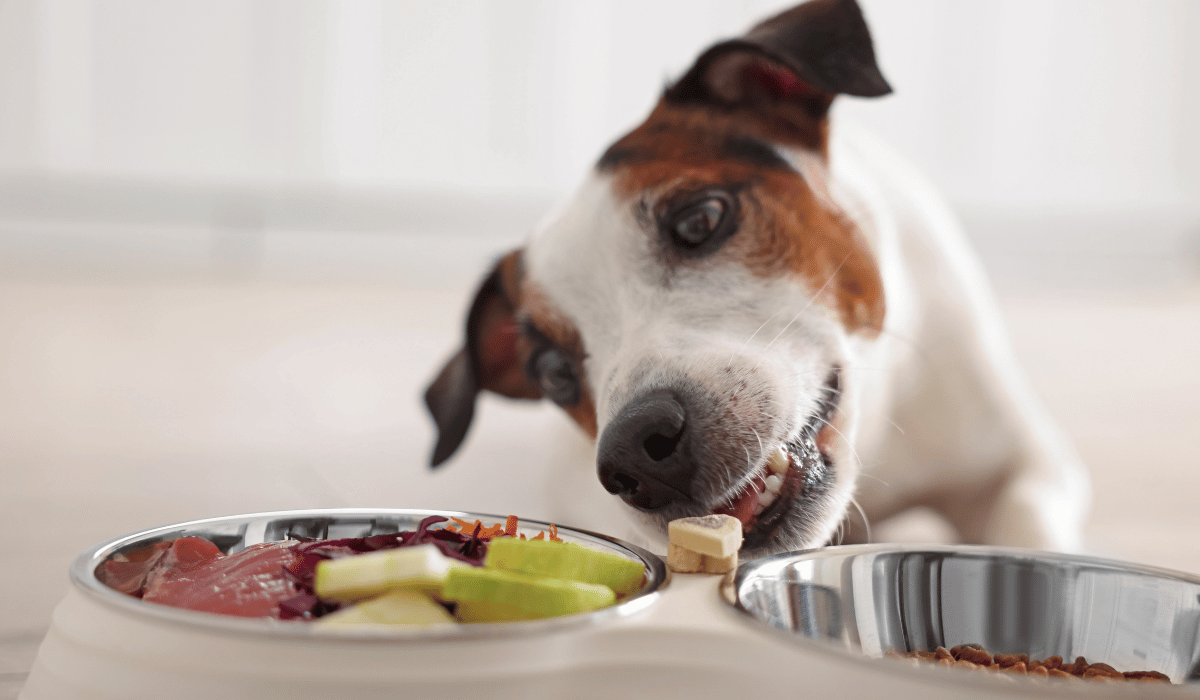 mixing raw and kibble dog food