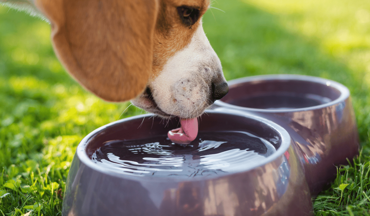 dog drinking water