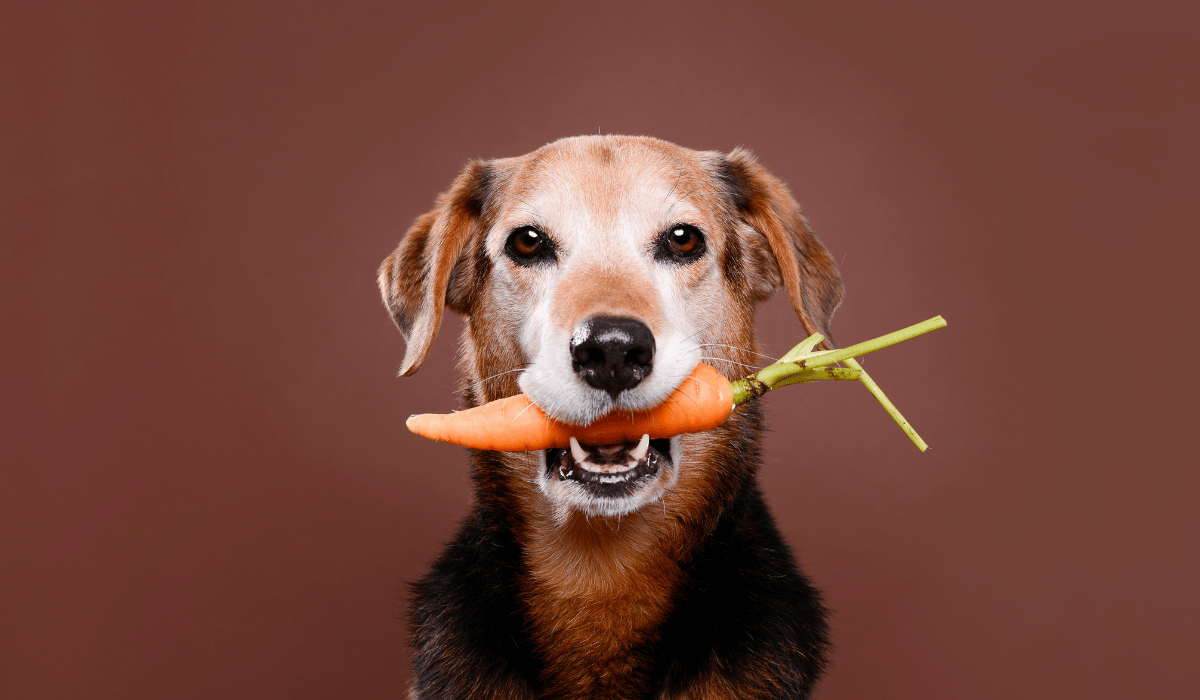 dog Nutrition