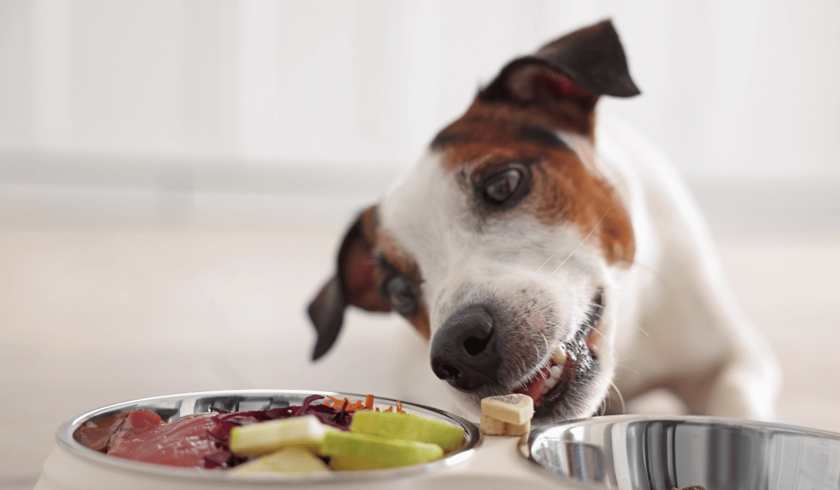 dog Nutrition