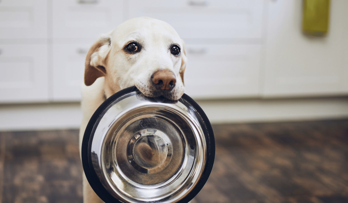 Fresh vs. Kibble: Which Is Better?