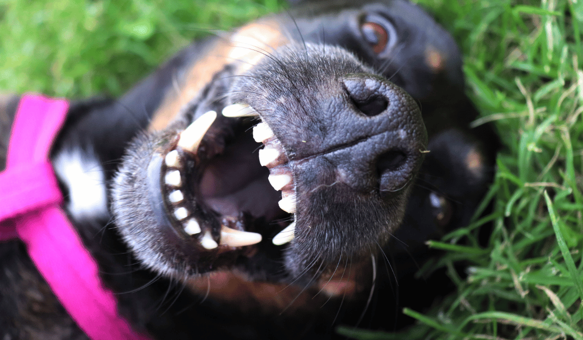 raw diet and pet dental health