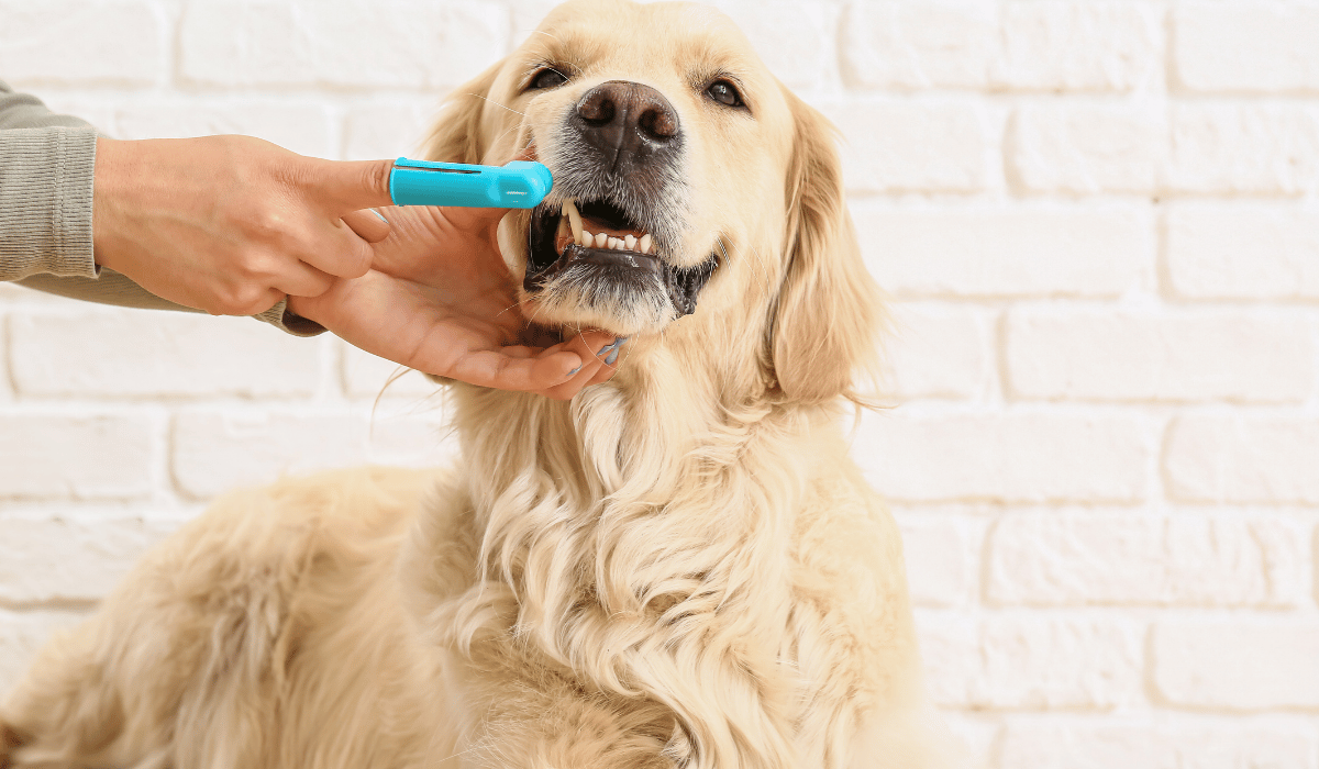raw diet and pet dental health