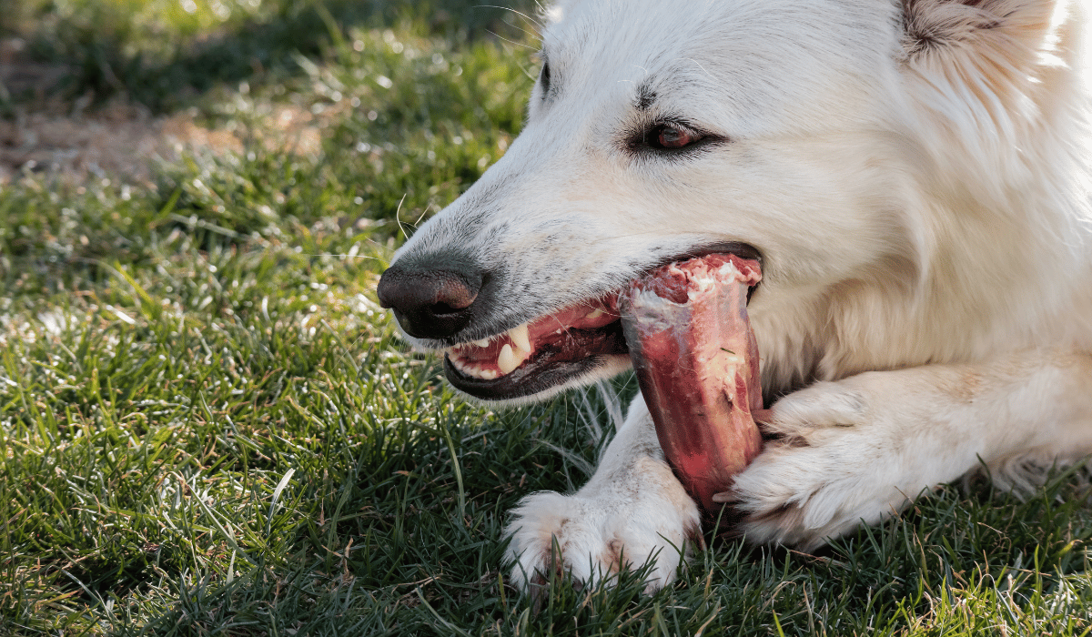 What Role Does Bone Play in Raw Feeding and Dental Care?