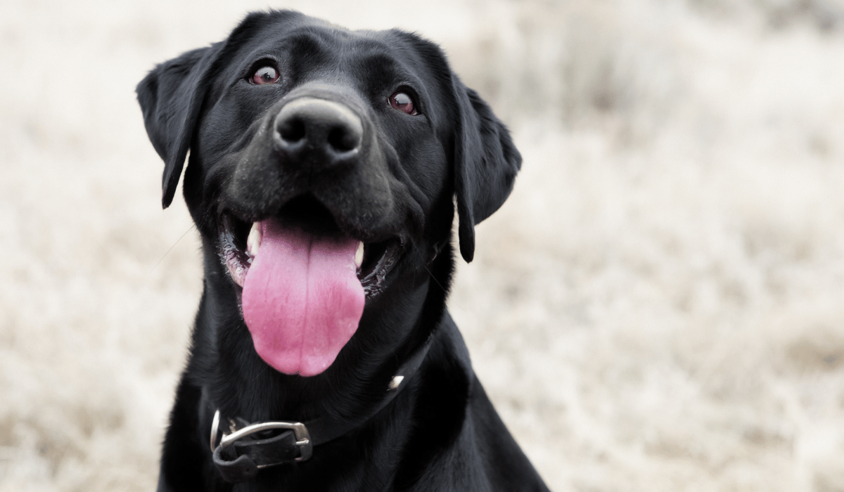 Can Raw Feeding Help with Bad Breath?