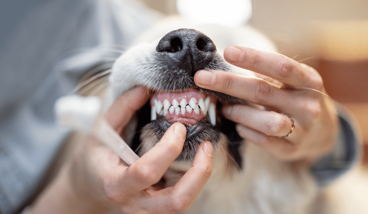 What Else Affects a Dog's Dental Health?