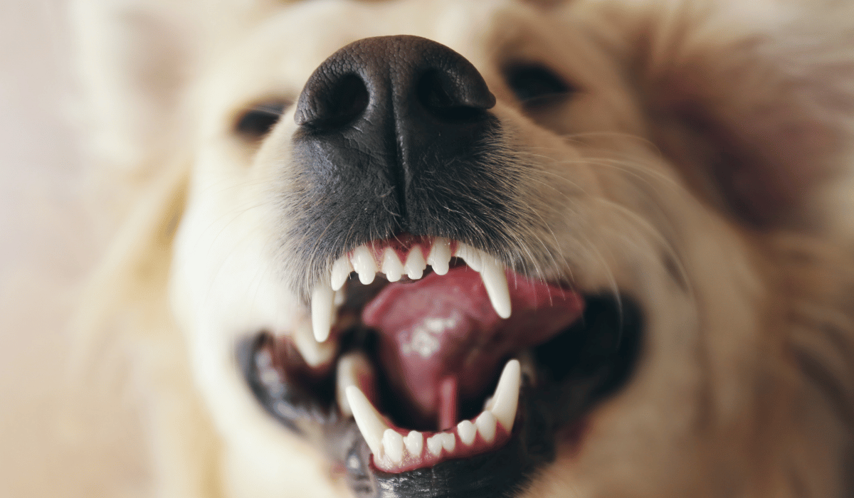What Does a Good Dental Routine Look Like for a Raw-Fed Dog?