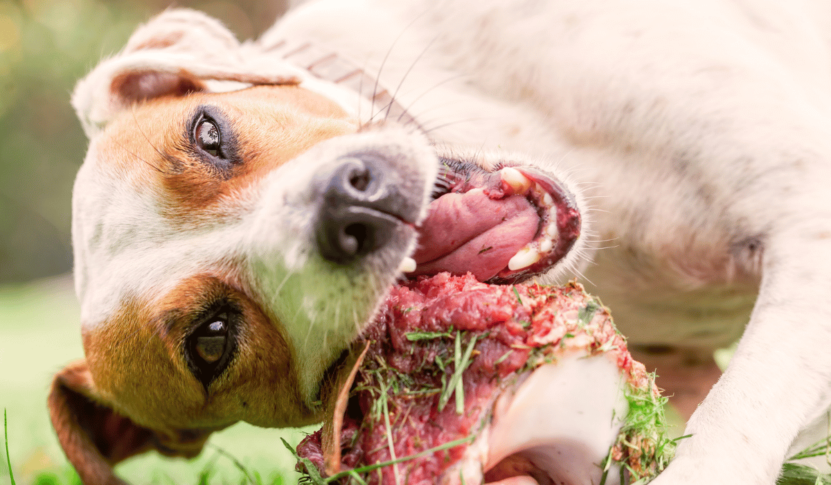 The Bottom Line on Raw Feeding and Dental Health