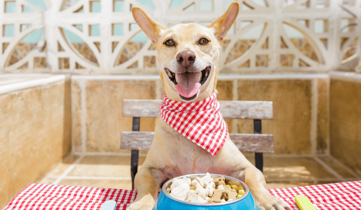 freeze dried vs frozen raw dog food