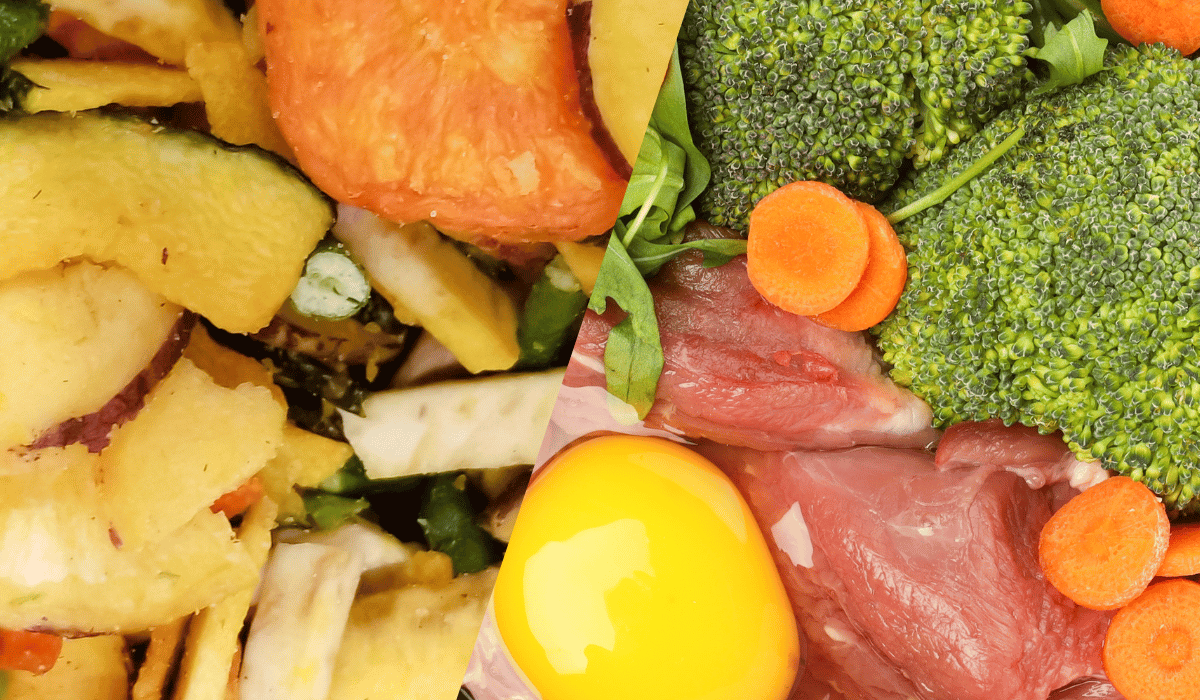 freeze dried vs frozen raw dog food
