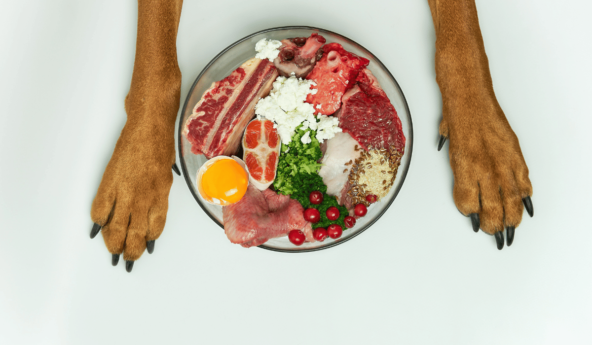 how to start a raw dog diet