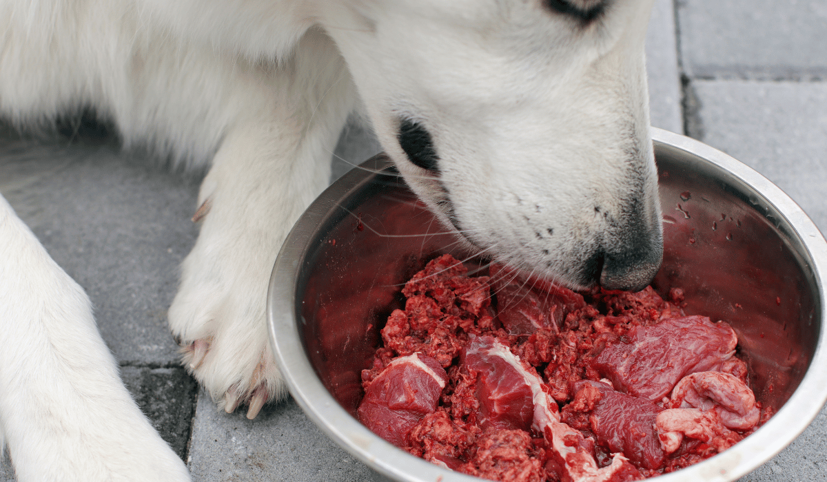 how to start a raw dog diet