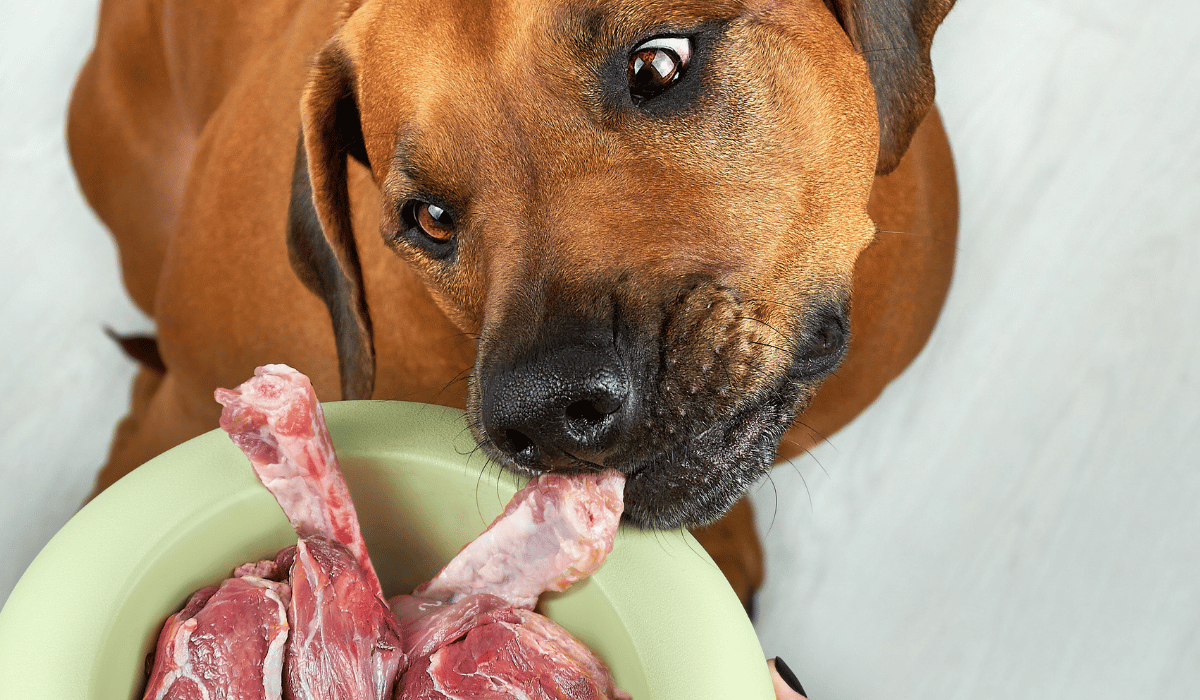 Commercial Raw vs. Homemade Raw: Know the Difference Before You Start