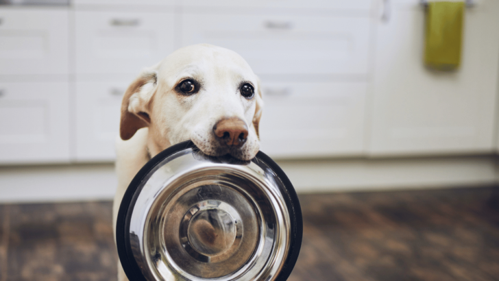 Best Raw Dog Food for Allergies