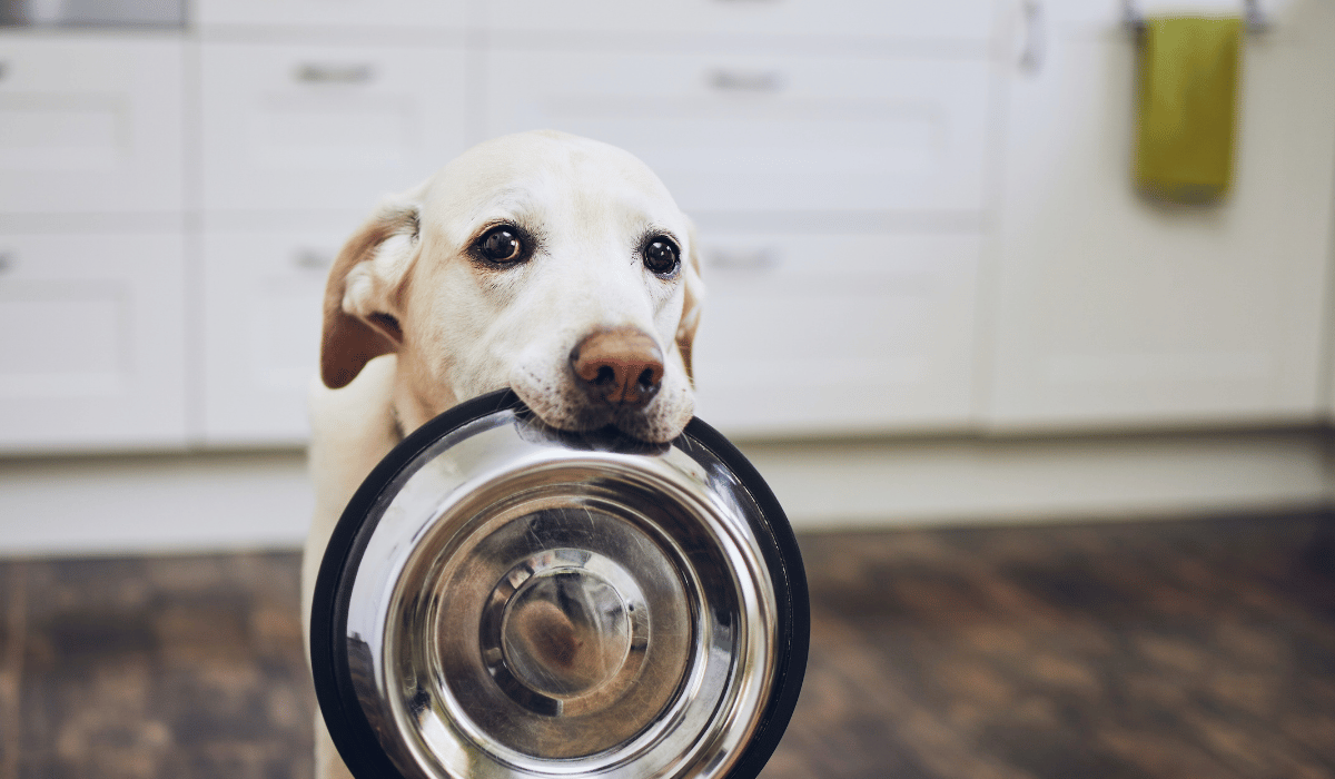 best raw dog food for allergies