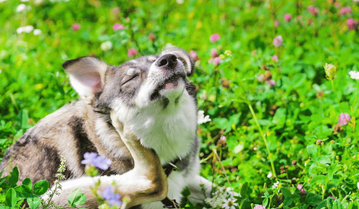 best raw dog food for allergies
