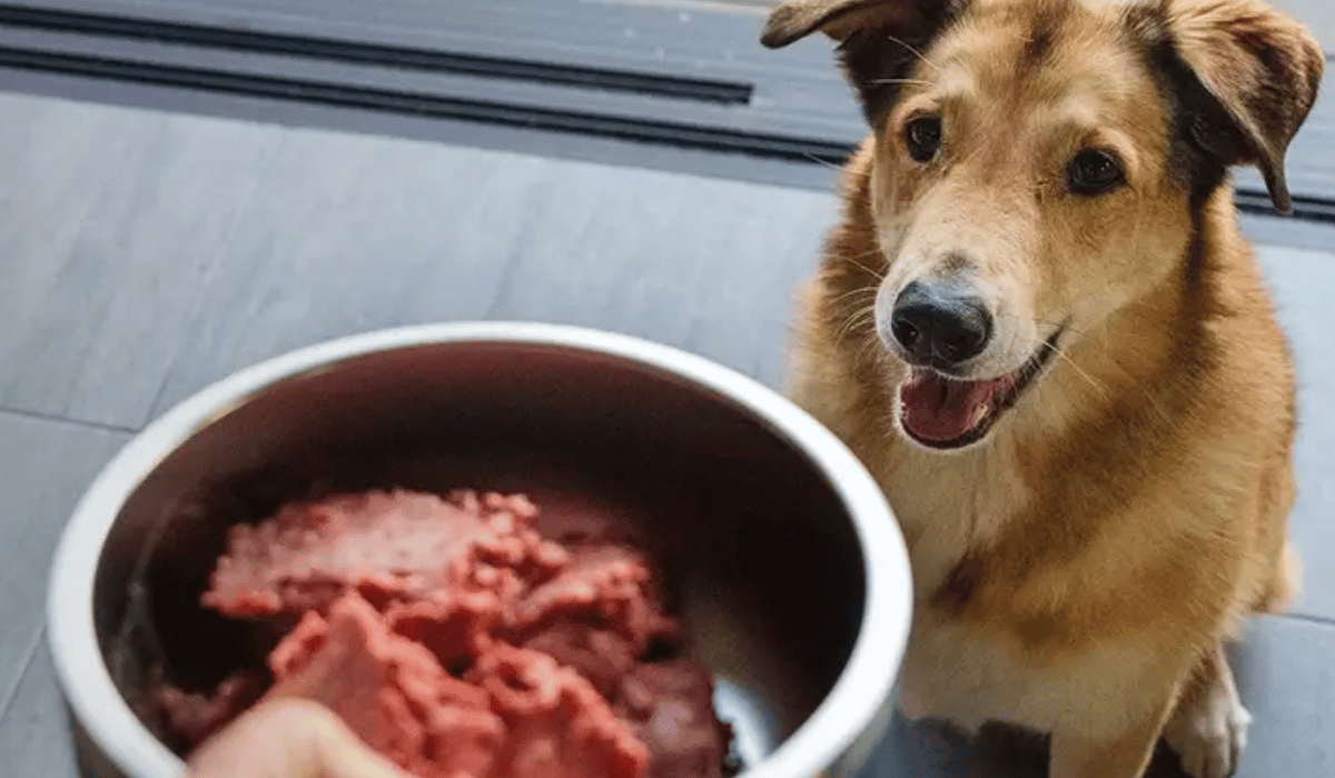 The Right Raw Food Is the One Built Around Your Dog's Trigger