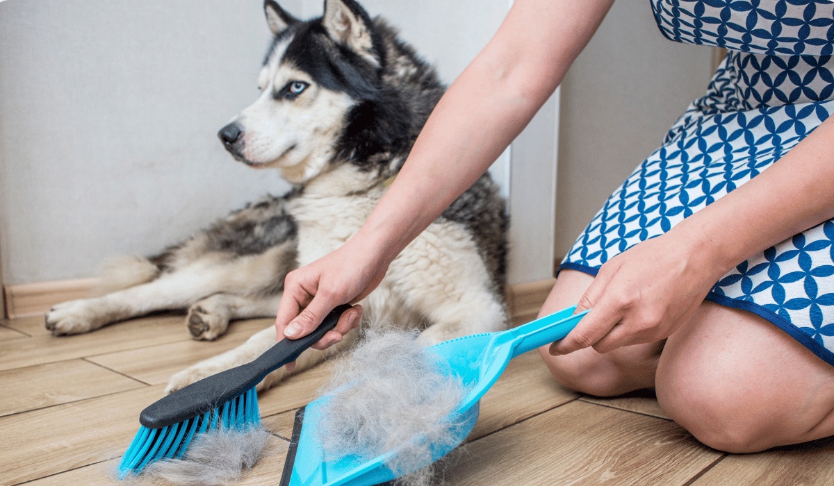What Determines How Often Pet Owners Should Hire a Cleaner?