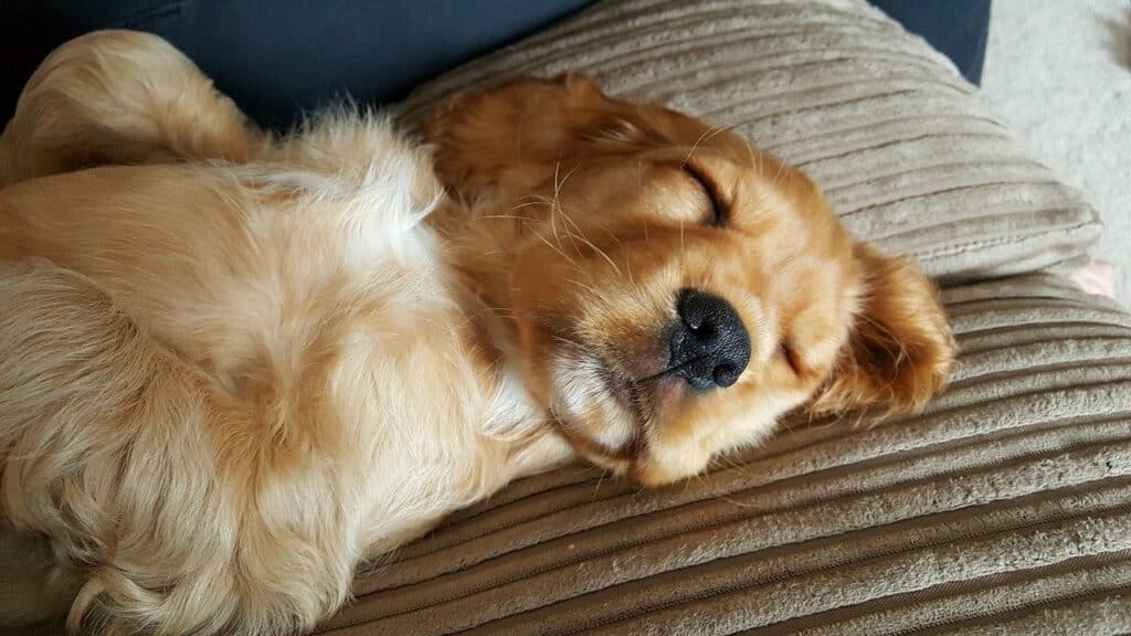 Cocker Spaniel sleeping