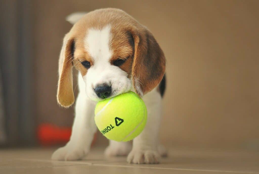 Cute Beagle Puppy