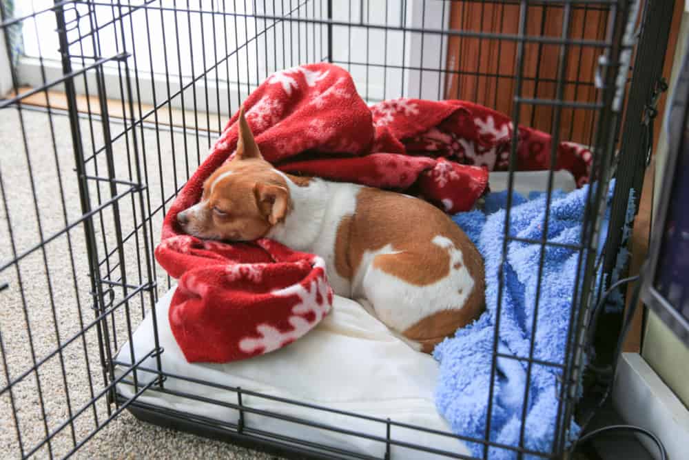 dog in crate