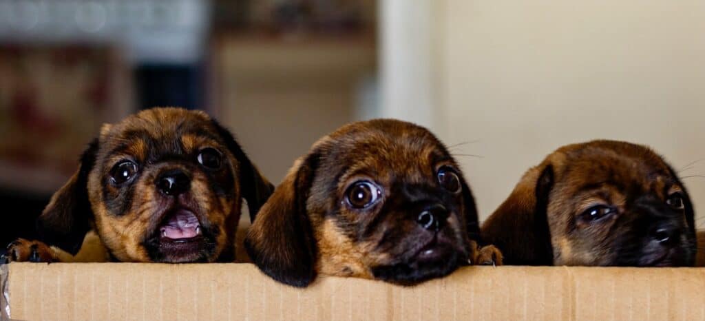 puppis in a box