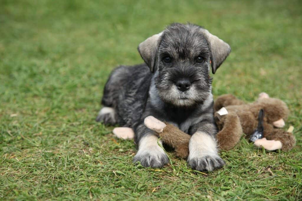 Schnauzer puppy