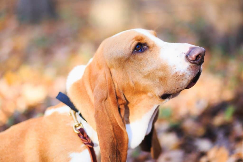 Basset Hound Portrait