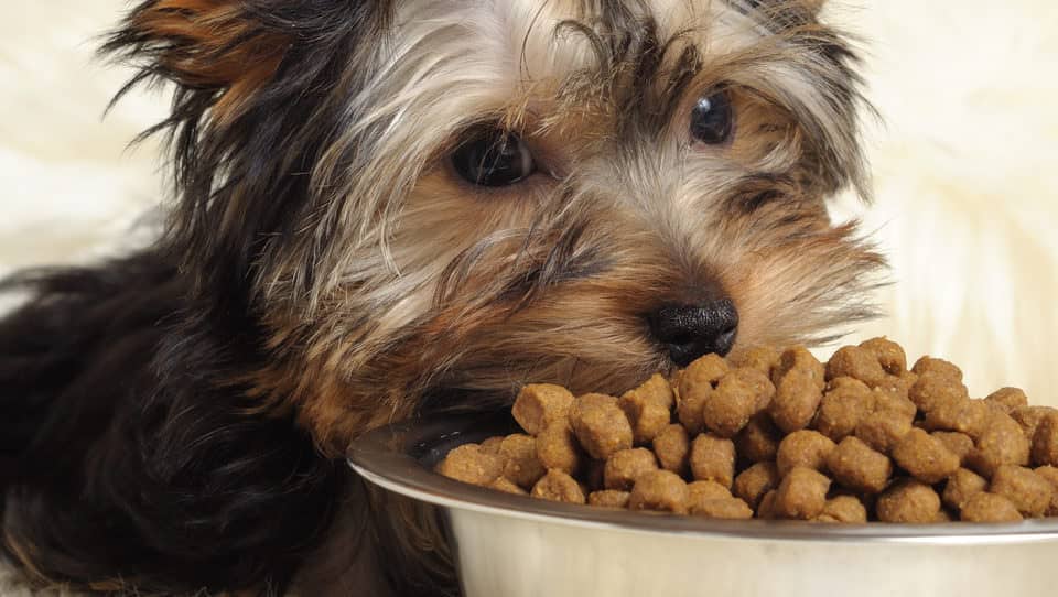 Yorkies eating