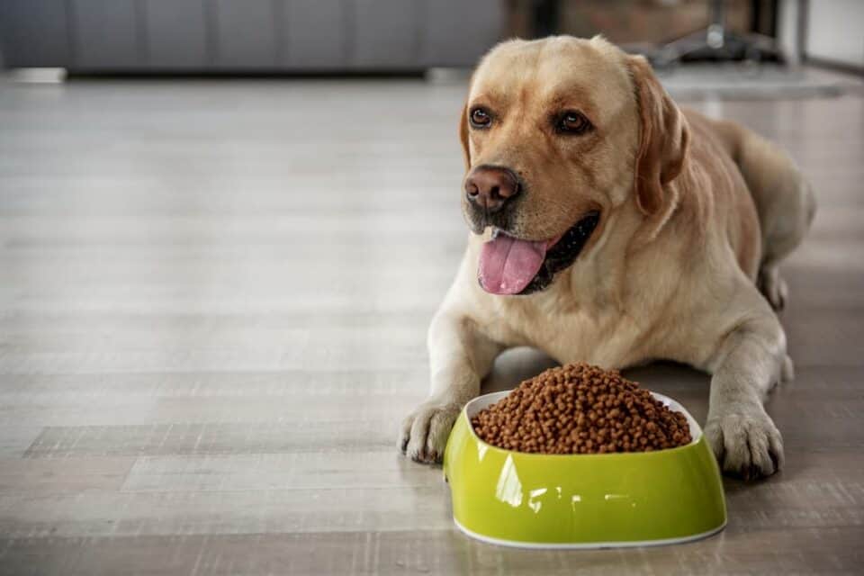 Best Dog Food with Glucosamine (For Joint Health) in 2024