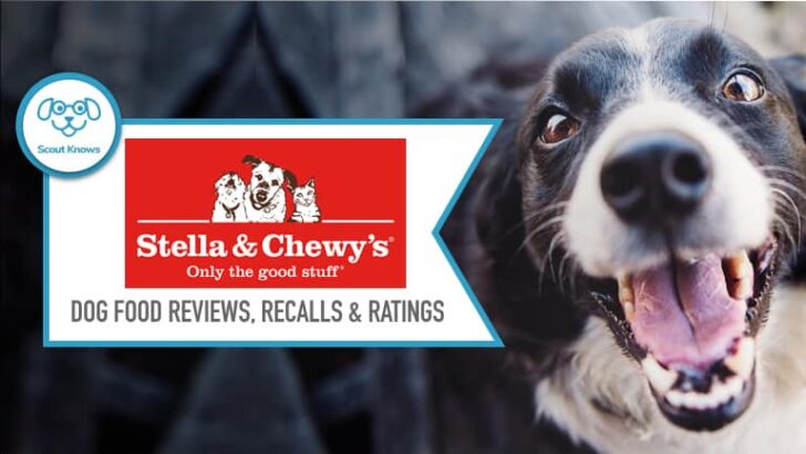 Stella And Chewy Dog Food Reviews